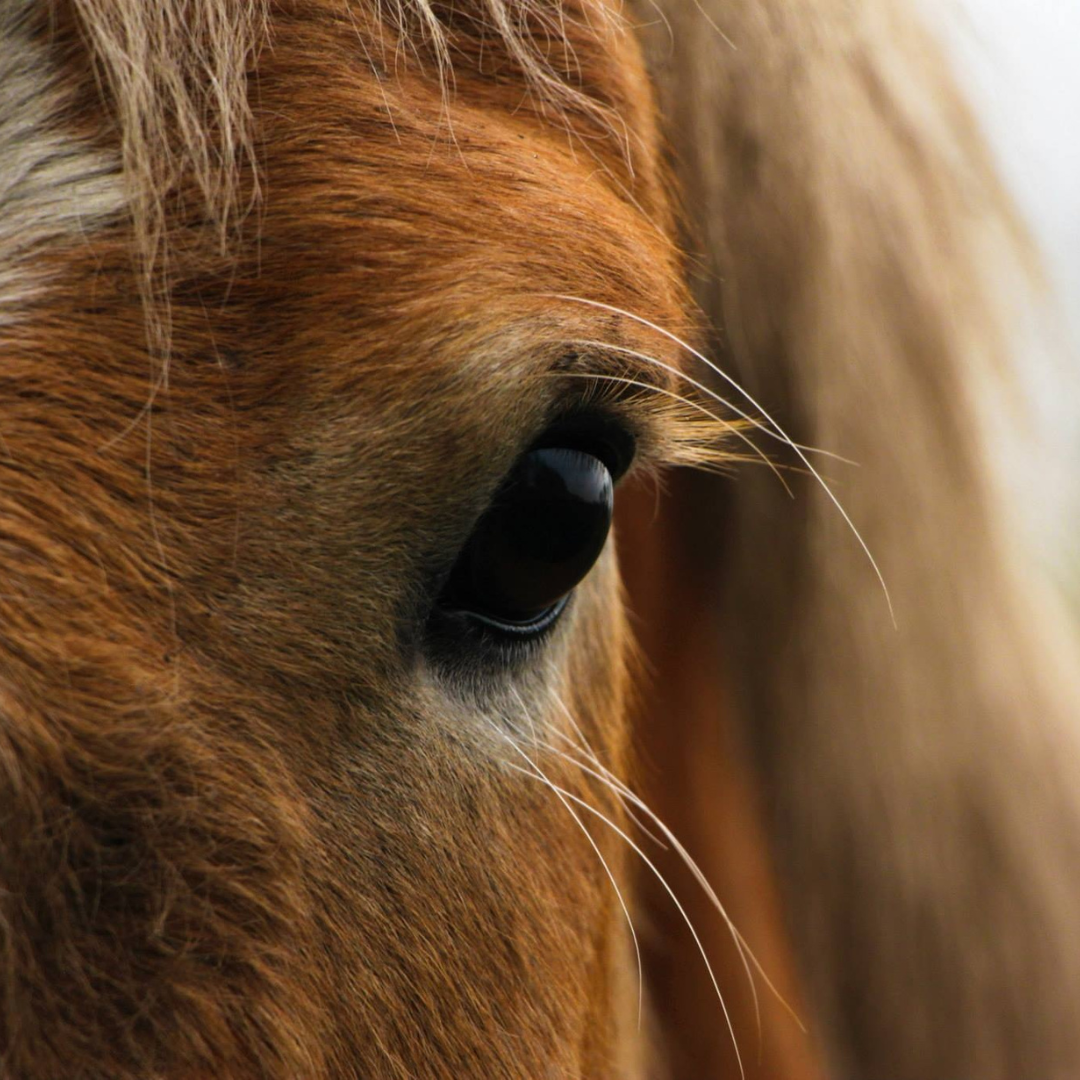 Diagnose Cushing Pferd